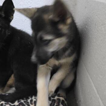 Silver 26-0479 -  Shepherd Dog for Adoption in Yanceyville, North Carolina - Silver 26-0479 | PetCurious