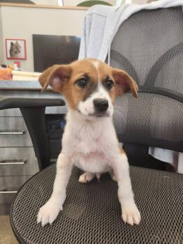 Carolina Dog Dogs Available for Adoption in New Rochelle, New York - Kindred | PetCurious