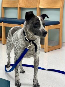 Rescue Australian Cattle Dog Blue Heeler Dogs for Adoption in Shade Gap, Pennsylvania - Buster | PetCurious
