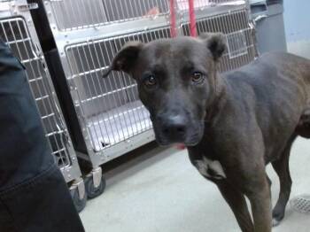 AVERY -  Pit Bull Terrier and Mixed Breed Dog for Adoption in Salinas, California - AVERY | PetCurious