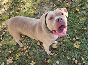 Tobias -  Pit Bull Terrier Dog for Adoption in Delphi, Indiana - Tobias | PetCurious