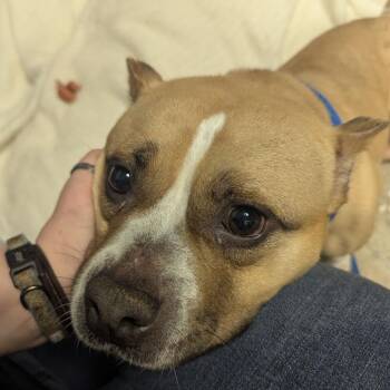 Rescue Mixed Breed Dogs for Adoption in Narberth, Pennsylvania - Franny | PetCurious