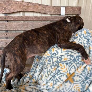 Levi -  Mixed Breed Dog for Adoption in Buffalo, Minnesota - Levi | PetCurious