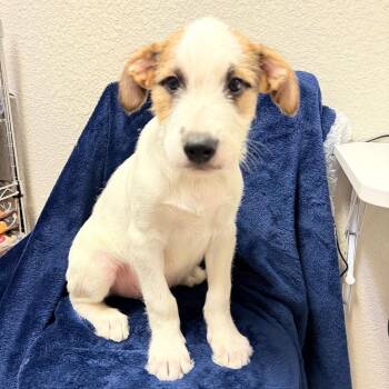 Terrier Dogs Available for Adoption in Parker, Colorado - 442 (2026) | PetCurious