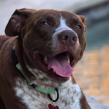American Staffordshire Terrier Dogs Available for Adoption in Houston, Texas - Mama Poppy | PetCurious