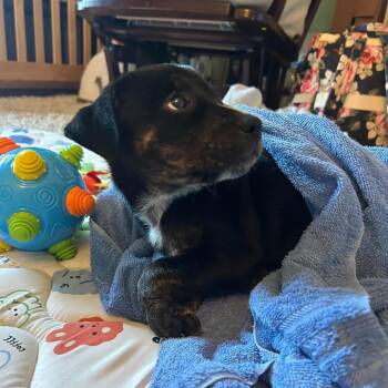 Dolly -  Black Labrador Retriever and Mixed Breed Dog for Adoption in Clarksville, Tennessee - Dolly | PetCurious