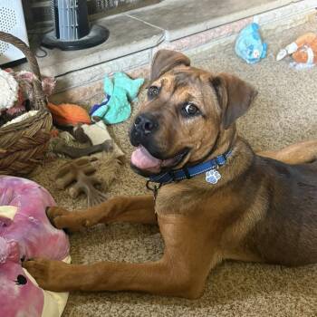 Mastiff Dogs Available for Adoption in Grafton, Ohio - Einstein | PetCurious