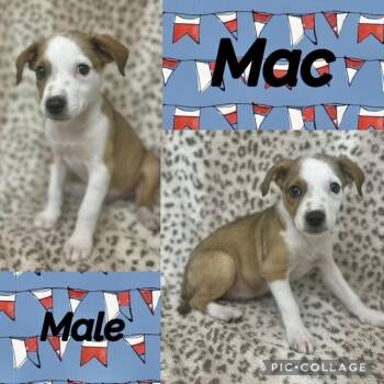 Mac -  Jack Russell Terrier Dog for Adoption in Manchester, Connecticut - Mac | PetCurious