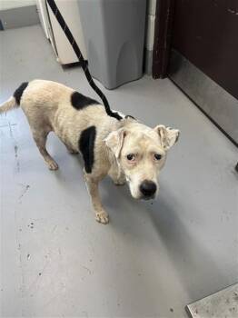 PATTY CAKE -  Labrador Retriever and Mixed Breed Dog for Adoption in Corpus Christi, Texas - PATTY CAKE | PetCurious