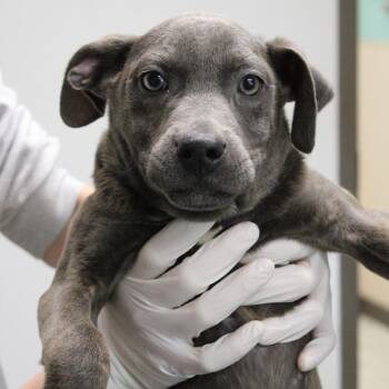 Pit Bull Terrier Dogs Available for Adoption - Chervil | PetCurious