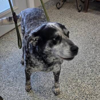 Tina -  Australian Cattle Dog Blue Heeler Dog for Adoption in Kingman, Kansas - Tina | PetCurious