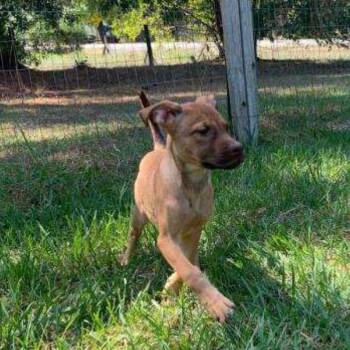 Kara -  Hound Dog for Adoption in Medfield, Massachusetts - Kara | PetCurious