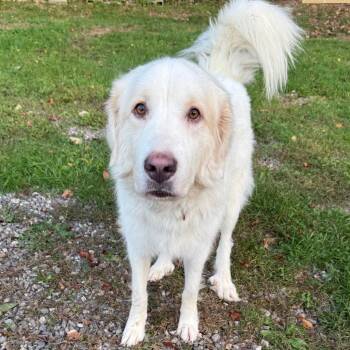 CT Gwen -  Great Pyrenees Dog for Adoption in Stormville, New York - CT Gwen | PetCurious