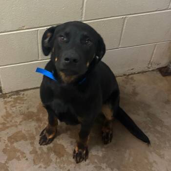 Hound Dogs Available for Adoption in Tupelo, Mississippi - PeeWee - 040204U | PetCurious