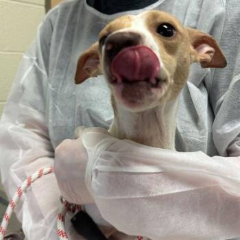 Bisquick -  Mixed Breed Dog for Adoption in Asheville, North Carolina - Bisquick | PetCurious