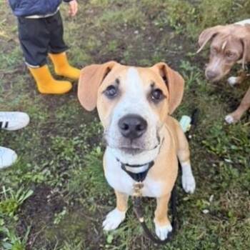 Rococo Tulip -  American Staffordshire Terrier and Labrador Retriever Dog for Adoption in Friendswood, Texas - Rococo Tulip | PetCurious