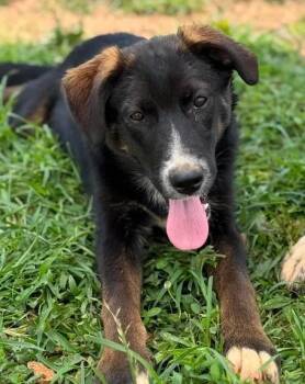 Blush -  Husky Dog for Adoption in Munfordville, Kentucky - Blush | PetCurious