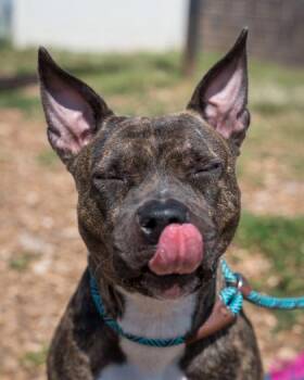 Mixed Breed Dogs Available for Adoption in Chamblee, Georgia - Gewels | PetCurious