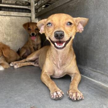 Melina -  Chihuahua Dog for Adoption in Edinburg, Texas - Melina | PetCurious