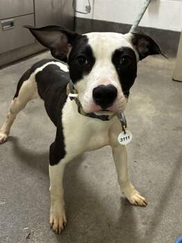 BATMAN -  Pit Bull Terrier Dog for Adoption - BATMAN | PetCurious