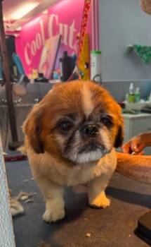 Pekingese Dogs Available for Adoption in Fort Lauderdale, Florida - King/Kenny | PetCurious