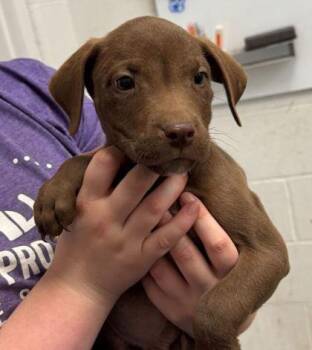 Milk Dud -  Pit Bull Terrier and Mixed Breed Dog Available for Adoption in Kansas City, Missouri - Milk Dud | PetCurious