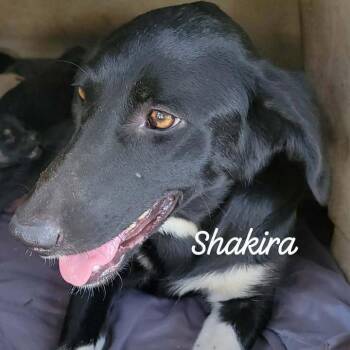 Shakira -  Border Collie and Shepherd Dog for Adoption in Buchanan Dam, Texas - Shakira | PetCurious