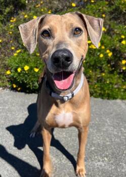 Catahoula Leopard Dog Dogs Available for Adoption in Brookings, Oregon - Cleo | PetCurious