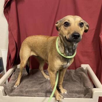 A611540 -  Chihuahua and Mixed Breed Dog for Adoption in Modesto, California - A611540 | PetCurious