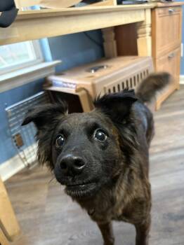 Australian Shepherd and Shetland Sheepdog Sheltie Dogs Available for Adoption - Bella | PetCurious