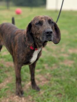 Dixie -  Hound and Labrador Retriever Dog for Adoption in Aiken, South Carolina - Dixie | PetCurious