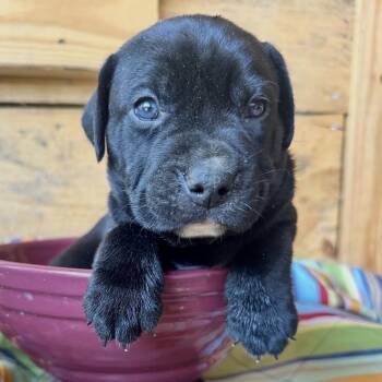 Neil Armstrong -  Labrador Retriever Dog for Adoption in Columbia, South Carolina - Neil Armstrong | PetCurious