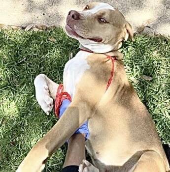 A658601 -  Pit Bull Terrier Dog for Adoption in Houston, Texas - A658601 | PetCurious