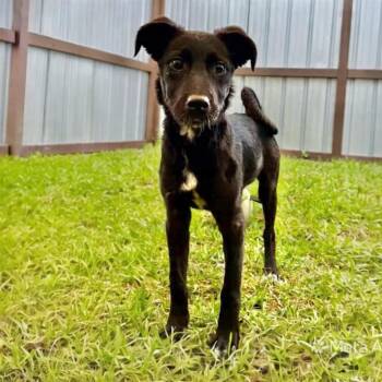Mckenzie  -  Mixed Breed Dog Available for Adoption in Franklin Township, New Jersey - Mckenzie  | PetCurious