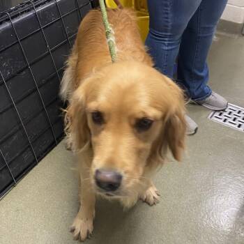 72238 -  Golden Retriever Dog for Adoption in Harrisonburg, Virginia - 72238 | PetCurious