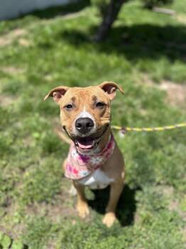 Rescue Pit Bull Terrier Dogs for Adoption in Newark, New Jersey - Peridot | PetCurious