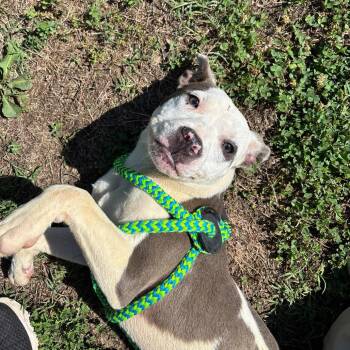 Nola -  Pit Bull Terrier Dog for Adoption in Roxboro, North Carolina - Nola | PetCurious