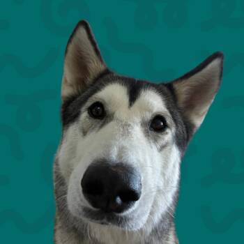 Shine -  Husky Dog for Adoption in Reno, Nevada - Shine | PetCurious