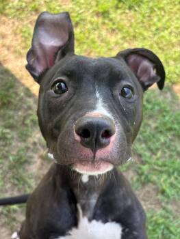 Zoe -  Mixed Breed Dog for Adoption in Ionia, Michigan - Zoe | PetCurious