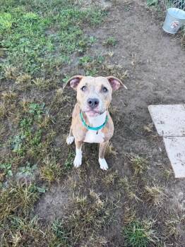 Chippy (Chipmunk) -  Pit Bull Terrier Dog for Adoption in Marion, Ohio - Chippy (Chipmunk) | PetCurious