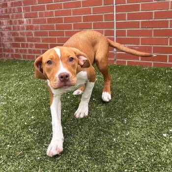 Treeing Walker Coonhound and Mixed Breed Dogs Available for Adoption in Oxford, Michigan - Peanut | PetCurious