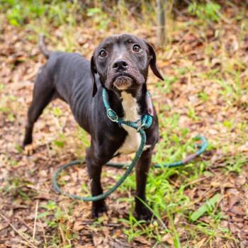 Produce Section -  Labrador Retriever and Boxer Dog for Adoption in Hattiesburg, Mississippi - Produce Section | PetCurious