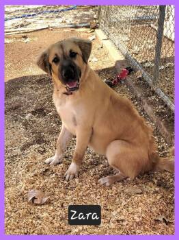 Zara -  Anatolian Shepherd Dog for Adoption in Granbury, Texas - Zara | PetCurious