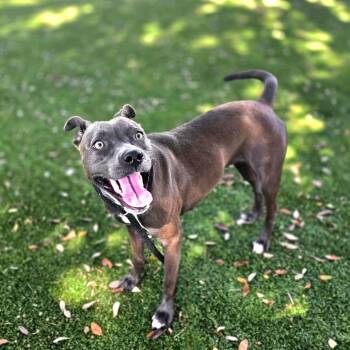 0935-D26 -  Mixed Breed Dog for Adoption in Port Charlotte, Florida - 0935-D26 | PetCurious