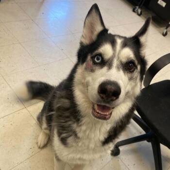 Mixed Breed Dogs Available for Adoption in Davenport, Iowa - Zuez | PetCurious