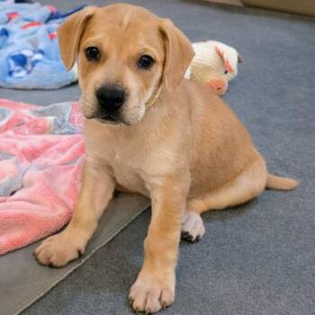 Mixed Breed Dogs Available for Adoption - Duskfate | PetCurious