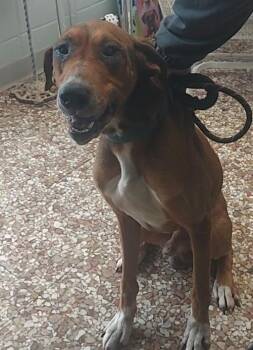 Duke -  Hound Dog for Adoption in Newnan, Georgia - Duke | PetCurious