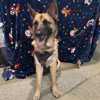 Juju -  German Shepherd Dog Dog for Adoption in San Gabriel, California - Juju | PetCurious