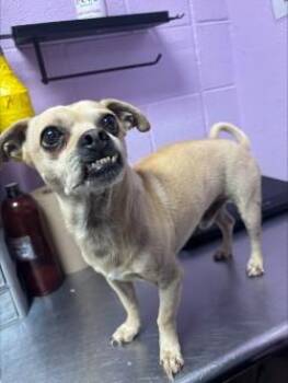 Chihuahua and Mixed Breed Dogs Available for Adoption - Morty | PetCurious