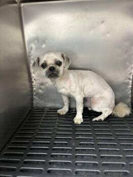 Oden -  Shih Tzu Dog for Adoption in Marietta, Georgia - Oden | PetCurious